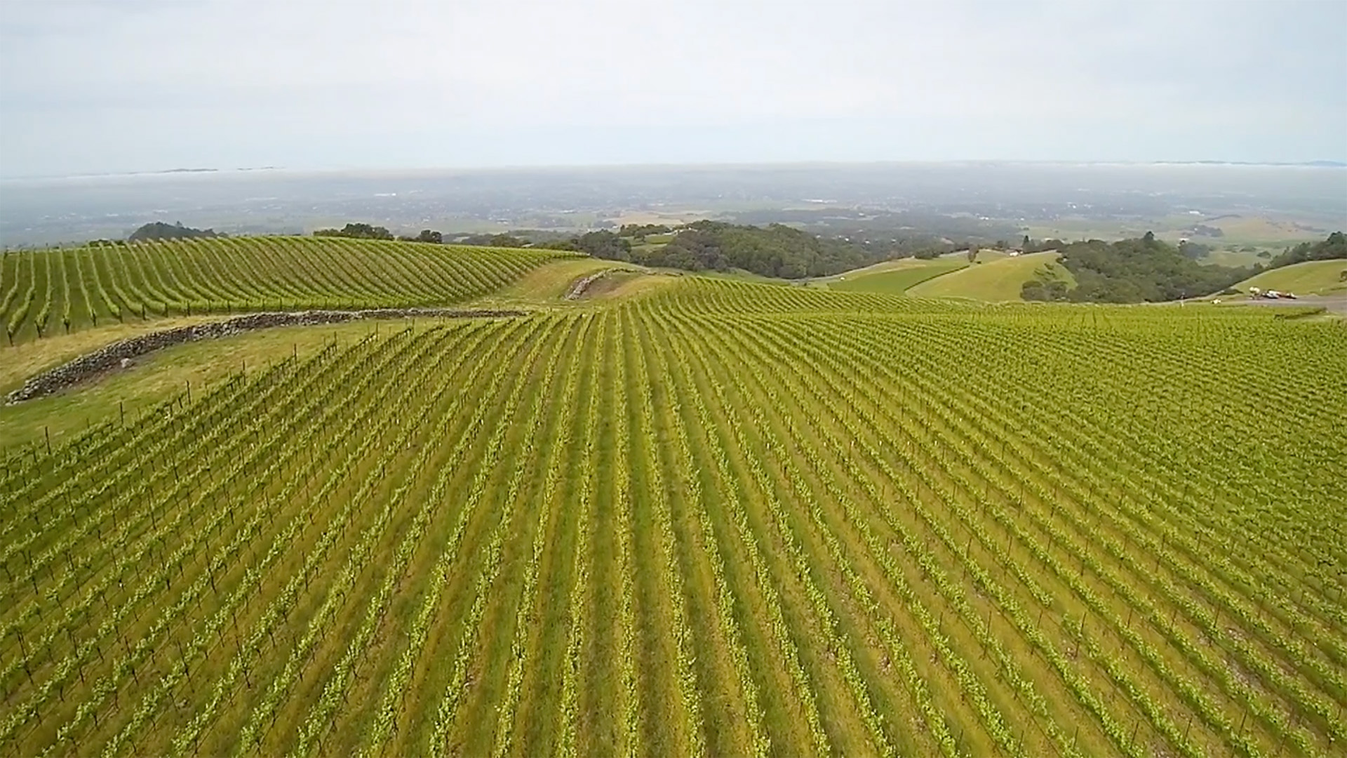 atlas vineyard management vineyard aerial view